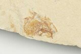 Cretaceous Fossil Fish (Ctenothrissa) & Shrimp - Lebanon #201372-3